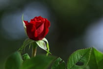 Mein Herzblatt - Wie Liebe gelingen kann - - Tipps und Ratschläge