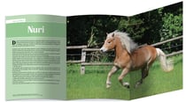 Mes plus belles histoires de poneys