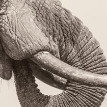 World Elephant Day