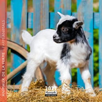 Calendrier 2027 Pictura - Animaux de la ferme - 16 x 16 cm