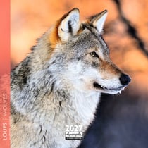 Calendrier 2027 Pictura - Loups - 16 x 16 cm