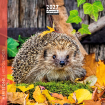 Calendrier 2027 Pictura - Hérisson - 16 x 16 cm