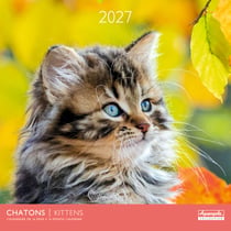 Calendrier 2027 Pictura - Chatons - 30 x 30 cm