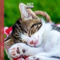 Calendrier 2027 Pictura - Chatons - 16 x 16 cm