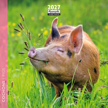 Calendrier 2027 Pictura - Cochons - 16 x 16 cm