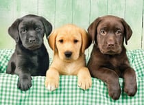 Puzzle 1000 pièces - High Quality Collection - Trois chiots Labrador