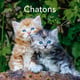 Chatons : Calendrier (édition 2027)