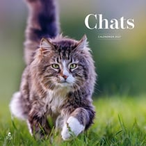Calendrier 2027 chats