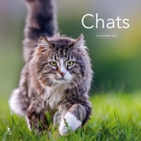 Chats : Calendrier (édition 2027)