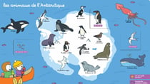 T'choupi découvre les animaux du monde