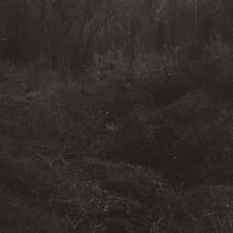 Transient