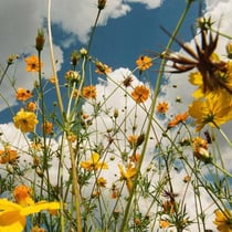 You Are Spring! - édition colorée