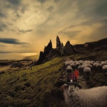 Sheeple - édition gatefold 180g