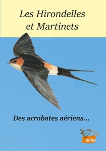 Les Hirondelles et Martinets : Des acrobates aériens