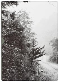John cage & william gedney iris garden /anglais