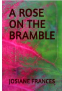 A rose on the bramble