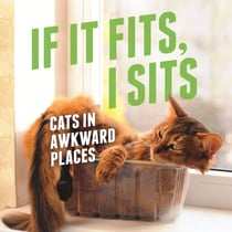 If It Fits, I Sits - Cats in Awkward Places