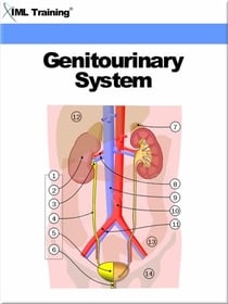 Genitourinary System (Human Body) - Human Body