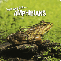 How they live... Amphibians - Learn All There Is to Know About These Animals!