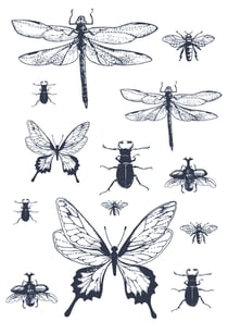 Transfert thermocollant Insecte - A4