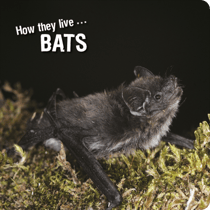 How they live... Bats - Learn All There Is to Know About These Animals!