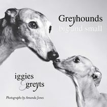 Greyhounds Big and Small - Iggies and Greyts