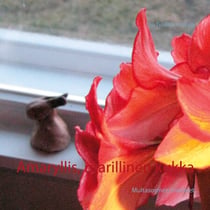 Amaryllis, ritarillinen kukka - Multasormen mietteet