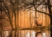 Puzzle 500 pièces - Peace Puzzle - Rustling Silence