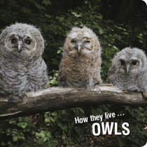 How they live... Owls - Learn All There Is to Know About These Animals!