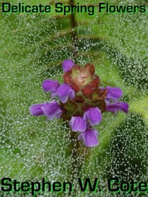 Delicate Spring Flowers