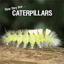 How they live... Caterpillars - Learn All There Is to Know About These Animals!