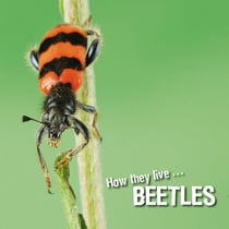 How they live... Beetles - Learn All There Is to Know About These Animals!