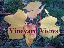 Vineyard Views - Vineyard Views, #7