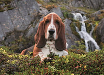 Clementoni 1000 pièces - Charlie Brown
