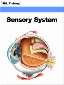 Sensory System (Human Body) - Human Body