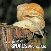 How they live... Snails and Slugs - Learn All There Is to Know About These Animals!