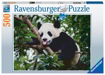 Puzzle 500 pièces - Le panda