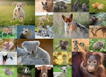 Puzzle 200 pièces XXL - Adorables bébés animaux - Ravensburger