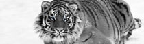 Toile - Tigre aux yeux bleus - 30 cm x 97 cm