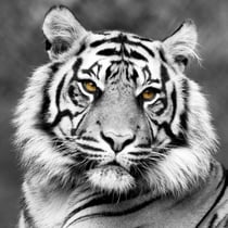 Toile - Tigre - 30 cm x 30 cm