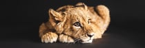 Toile Lionceau - 30X97