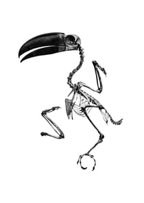 Toucan Fantôme