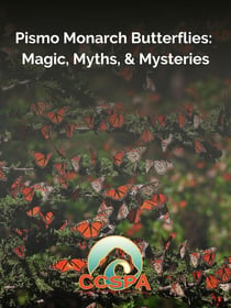 Pismo Monarch Butterflies: Magic, Myths, & Mysteries