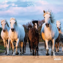 Calendrier 2026 Pictura - Chevaux - 30 x 30 cm