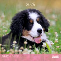 Calendrier mural 2026 Pictura - Chiots - 30 x 30 cm