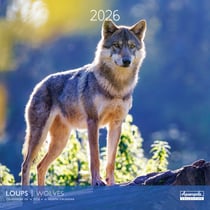 Calendrier 2026 Pictura - Loups - 30 x 30 cm