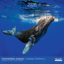 Calendrier mural 2026 Pictura - Mammifères marins - 30 x 30 cm