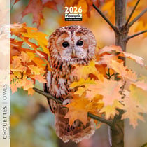 Calendrier mural 2026 Pictura - Ânes - 16 x 16 cm