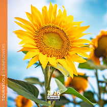 Calendrier mural 2026 Pictura - Tournesol - 16 x 16 cm