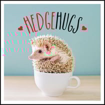Hedgehugs - A Spike-Tacular Celebration of the World's Cutest Hedgehogs